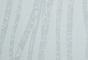 Birch Silverleaf 005