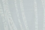 Birch Silverleaf 006